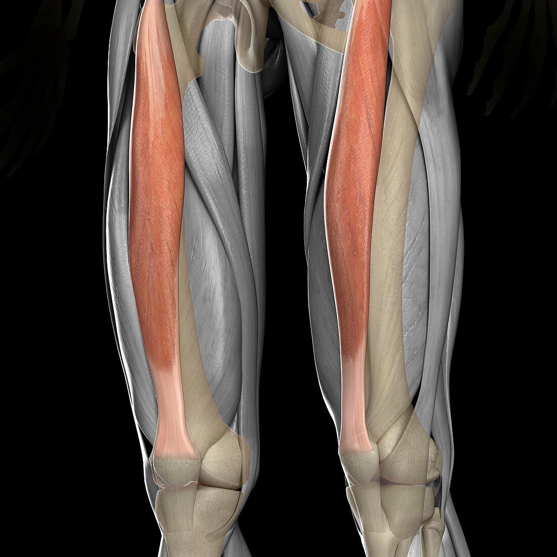 Rectus Femoris Muscles, artwork