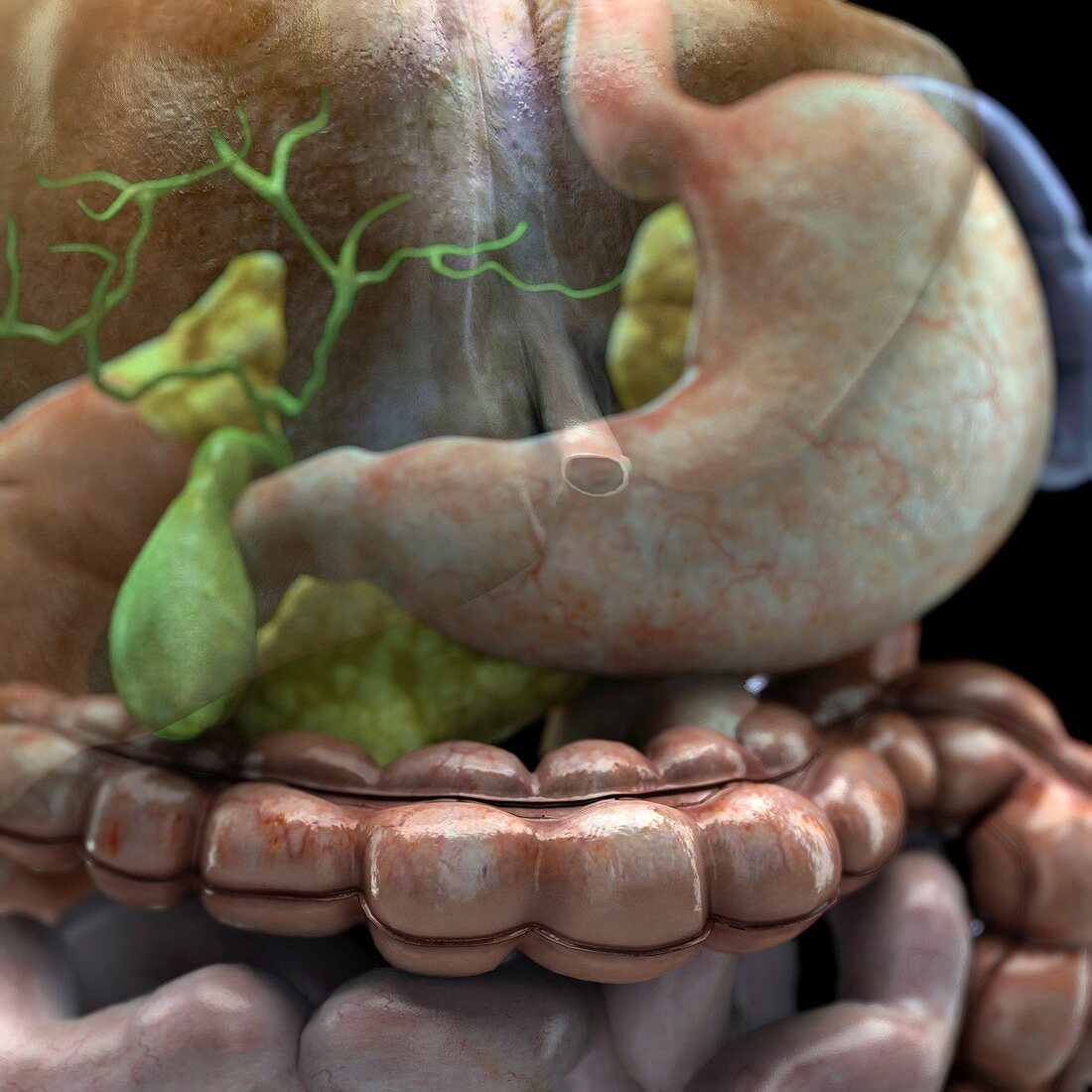 The Gallbladder and Stomach, artwork