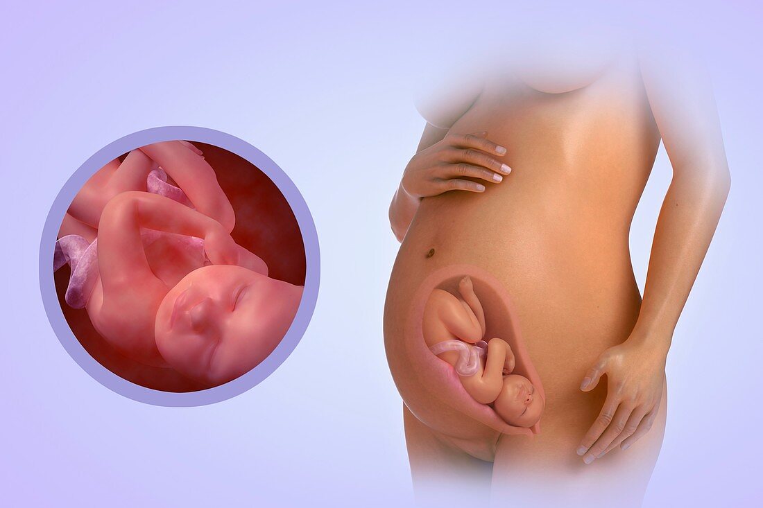 Fetal Development (Week 30), artwork