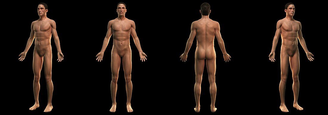 The Male Body, artwork