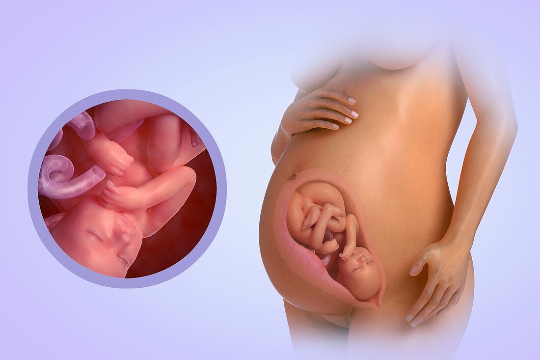 Fetal Development (Week 38), artwork