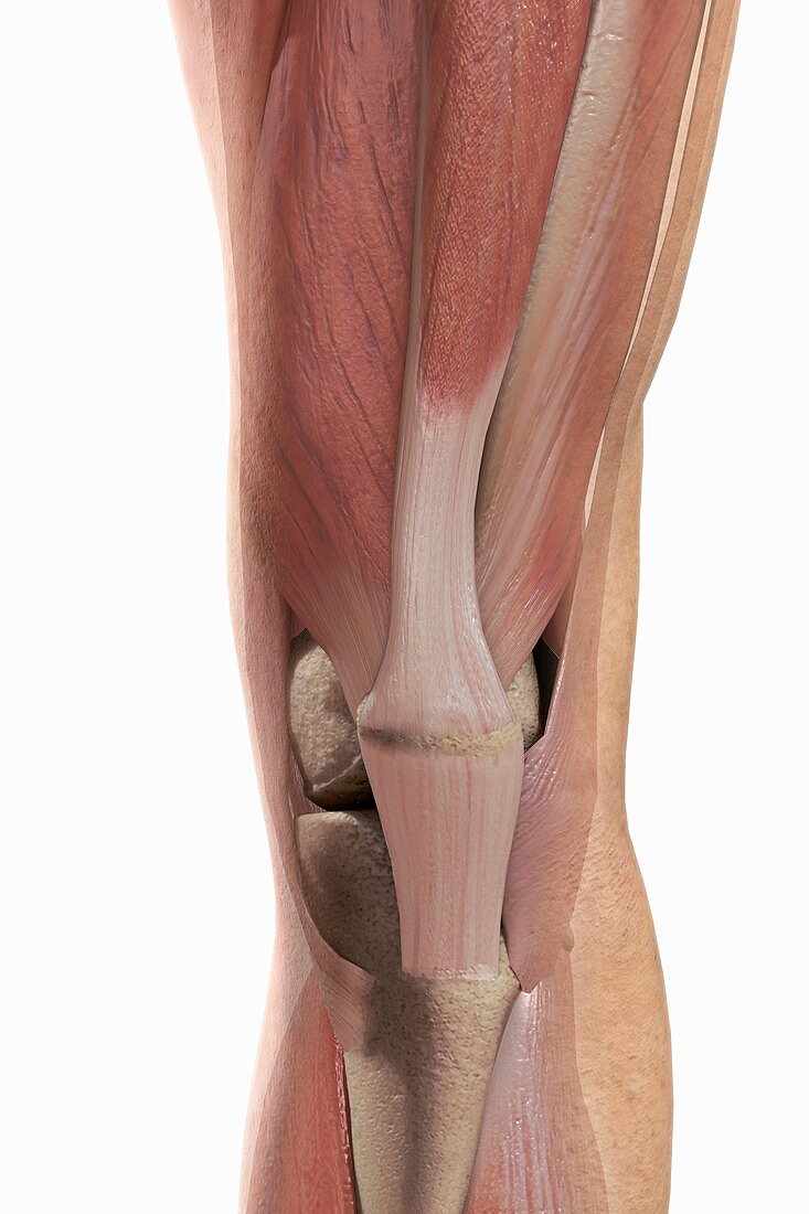 The Muscles of the Knee, artwork