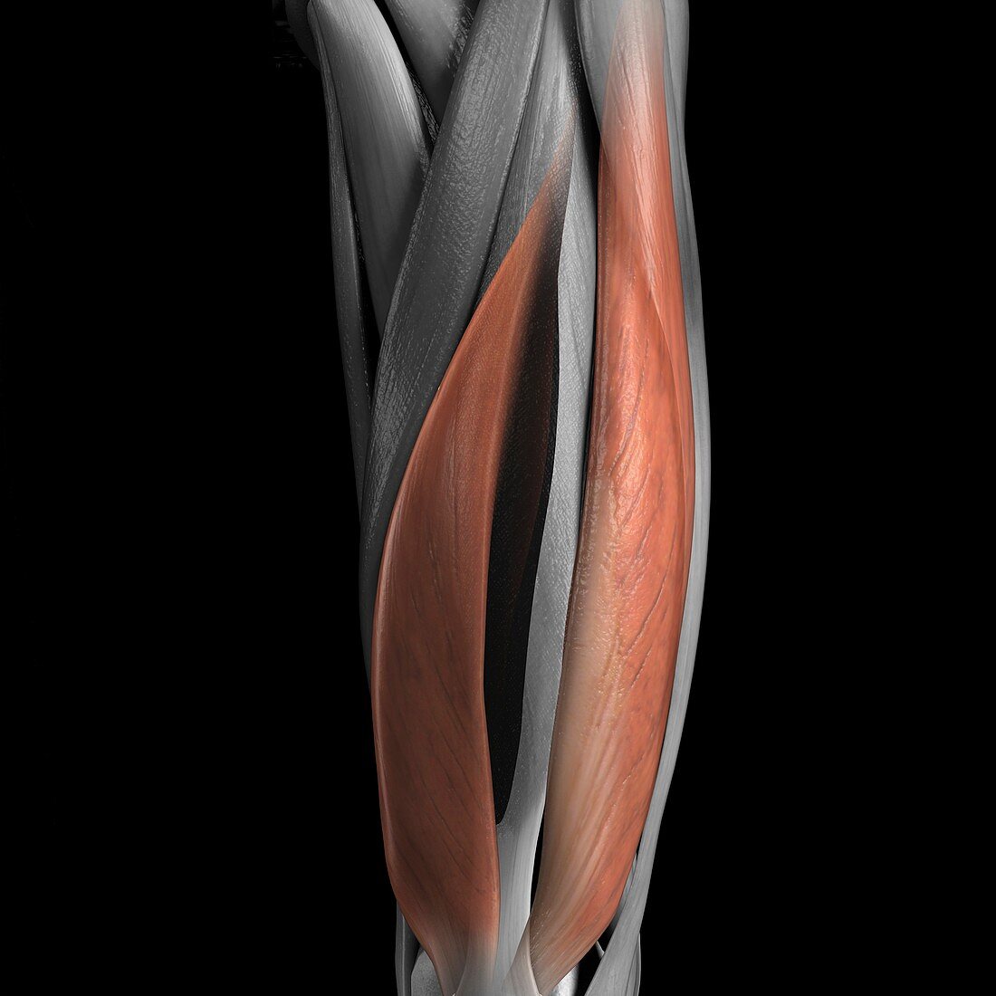 Vastus Medialis and Lateralis Muscles