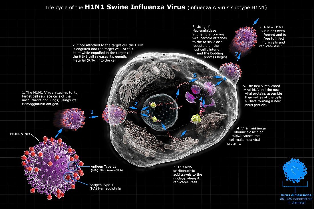 H1N1 Swine Influenza Virus Life Cycle