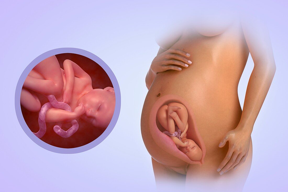 Fetal Development (Week 35), artwork