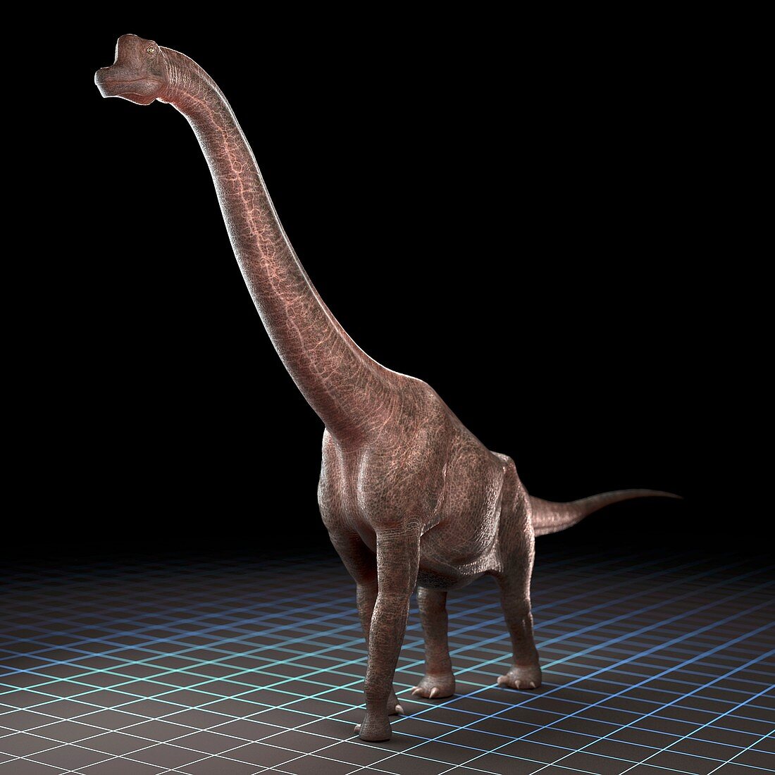 Brachiosaurus Dinosaur, artwork