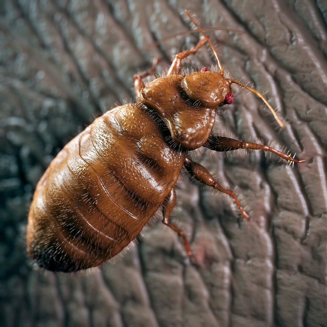 Bedbug, artwork