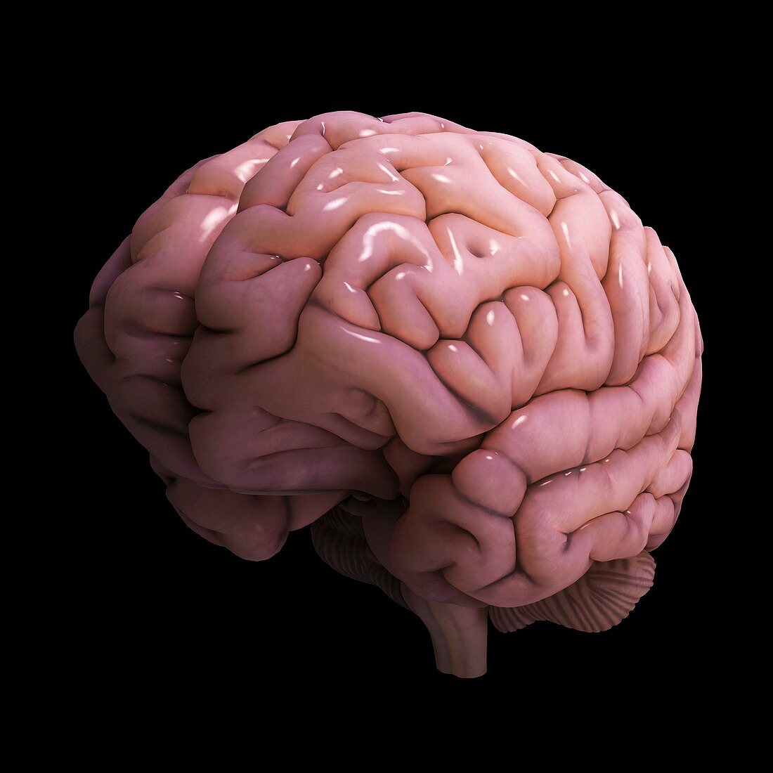 Human Brain, artwork