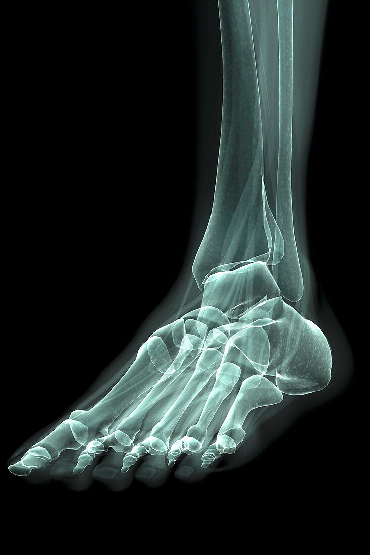 Bones of the Foot, artwork