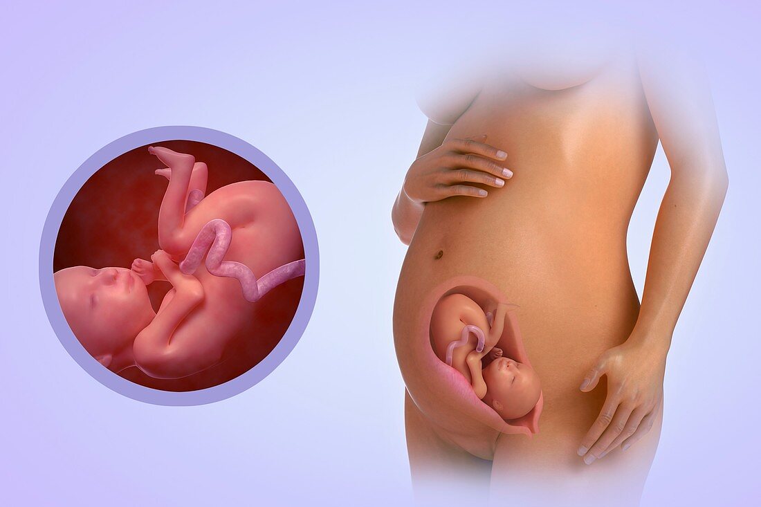 Fetal Development (Week 25), artwork