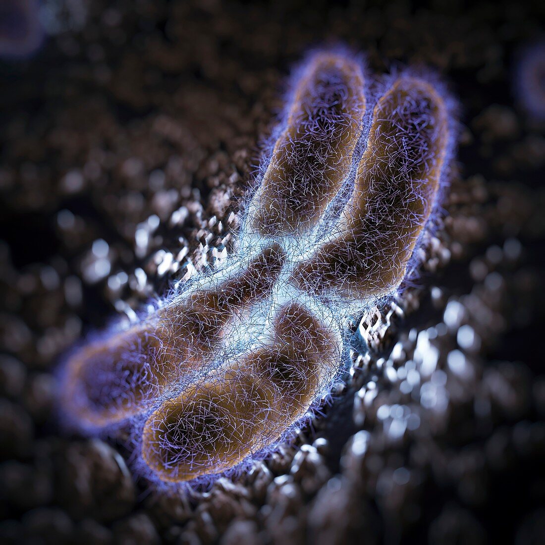 Human Chromosome, artwork
