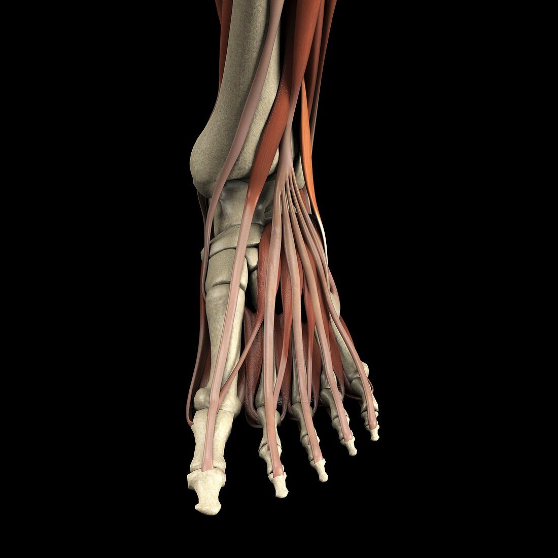Muscles of the Foot, artwork