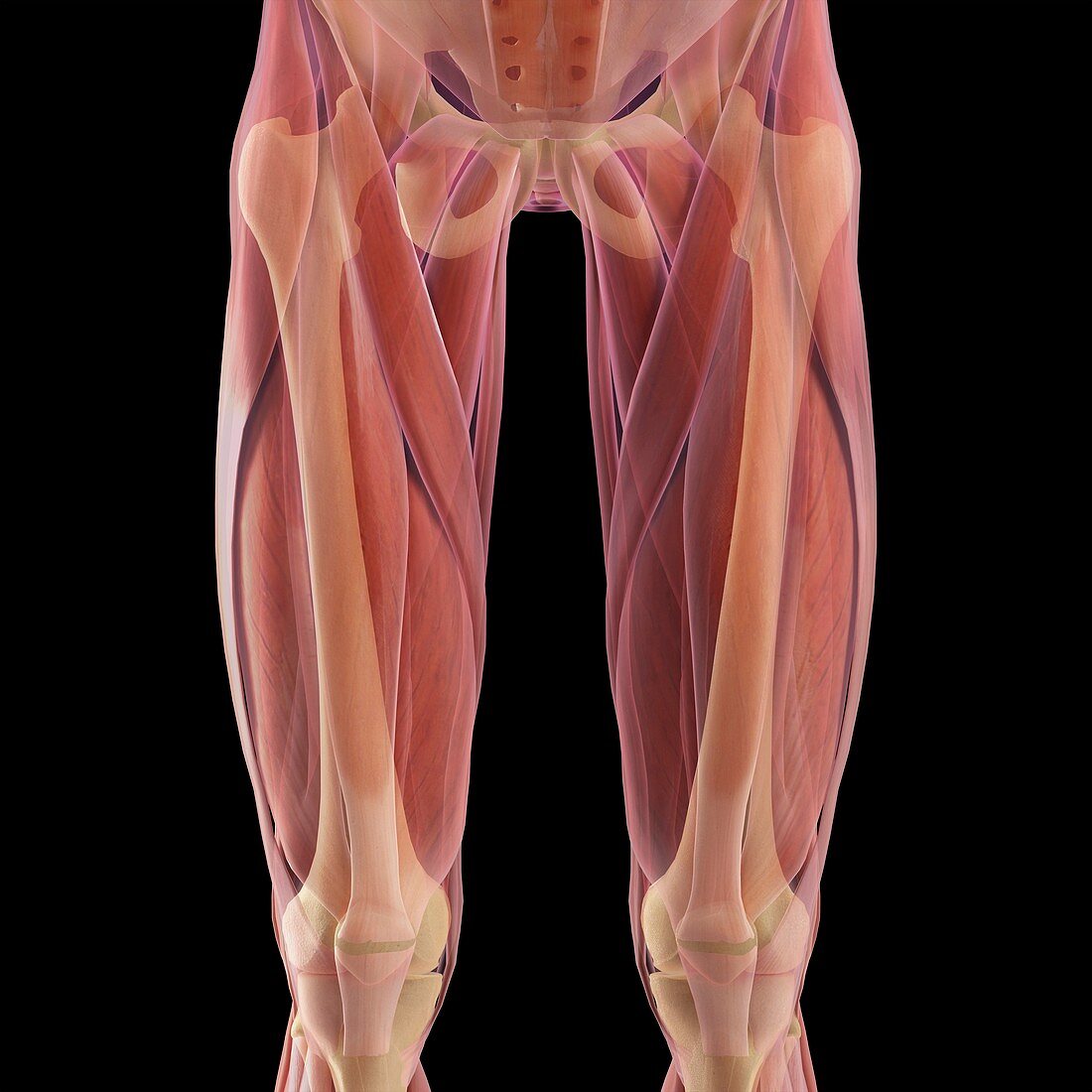Musculoskeletal System of Upper Legs