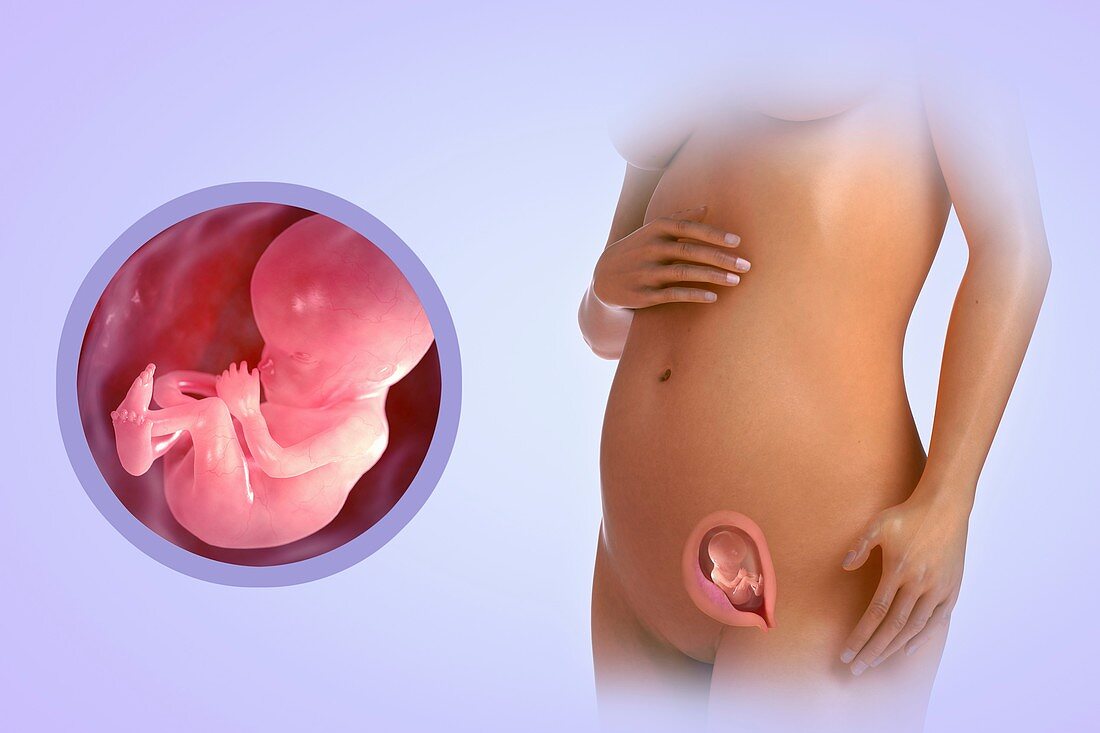 Fetal Development (Week 14), artwork