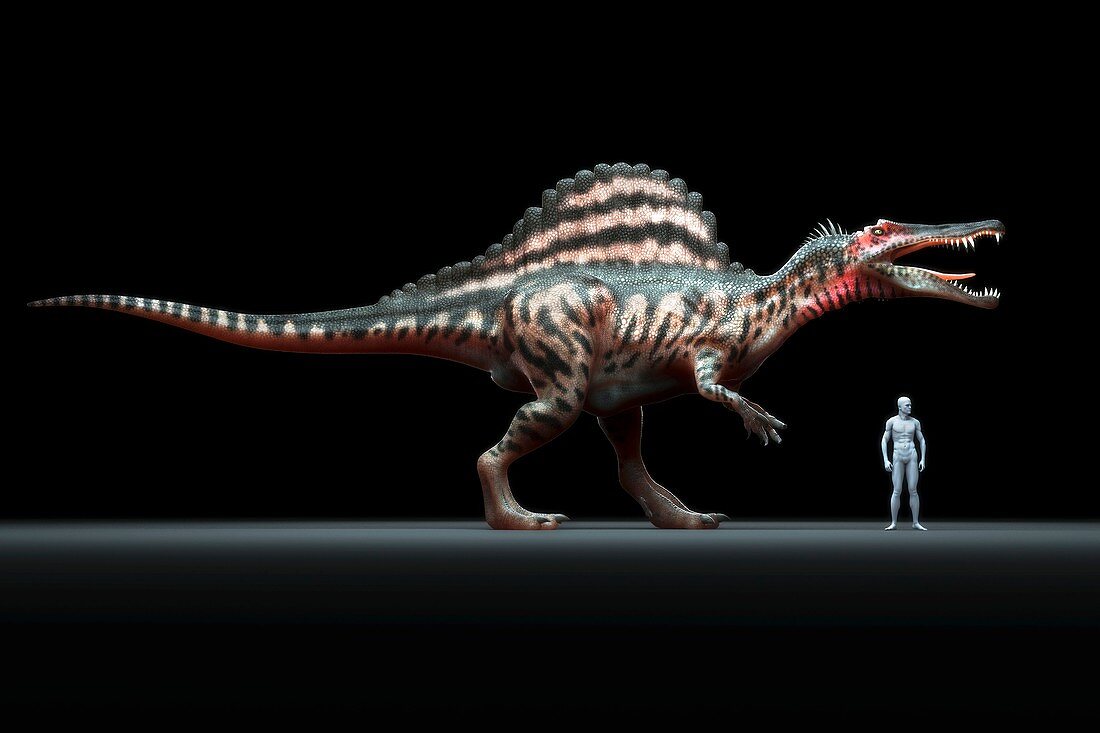 Spinosaurus Dinosaur, artwork