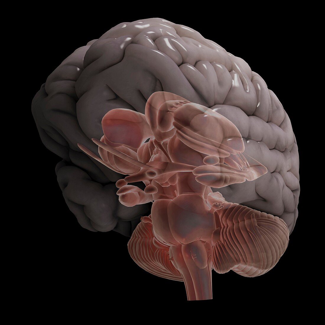 Internal Brain Anatomy, artwork