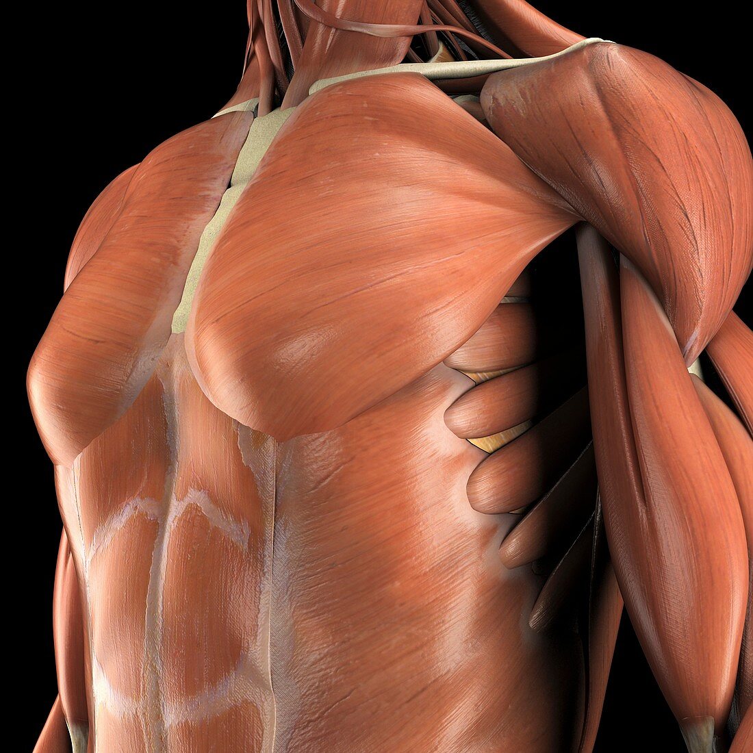 The Muscles of the Chest, artwork