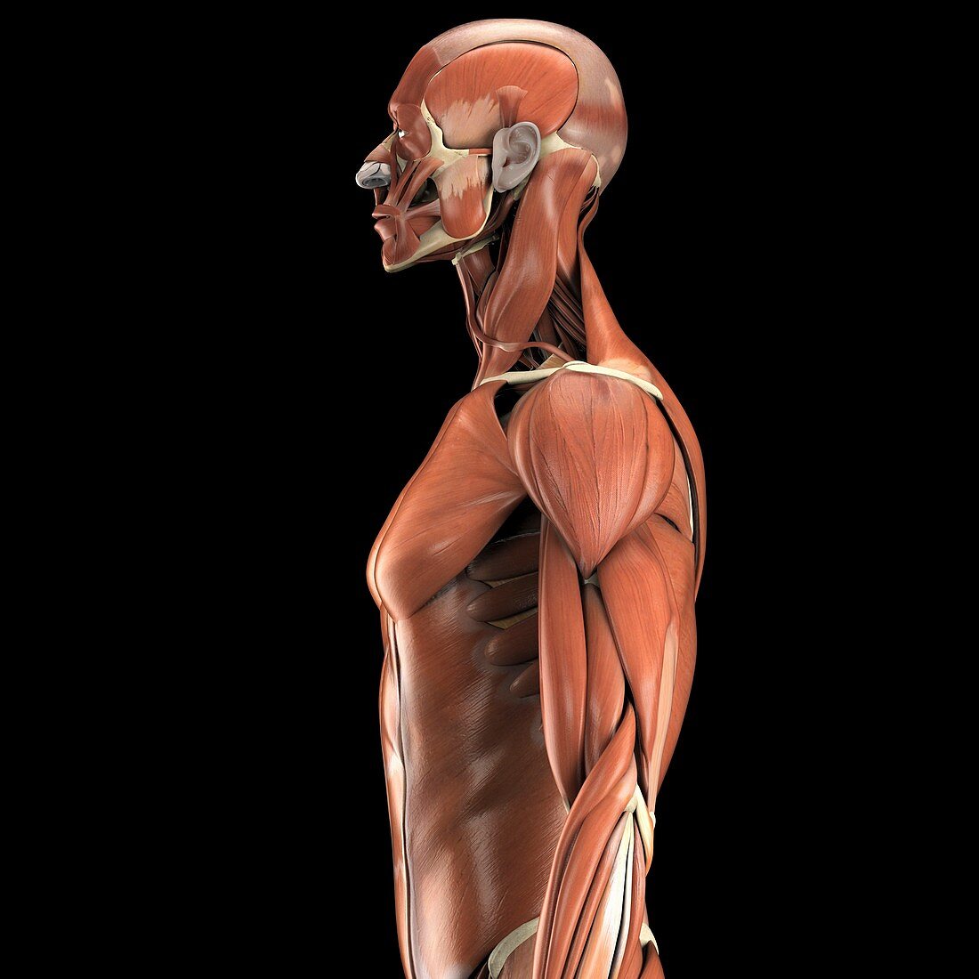 The Muscles of the Upper Body, artwork