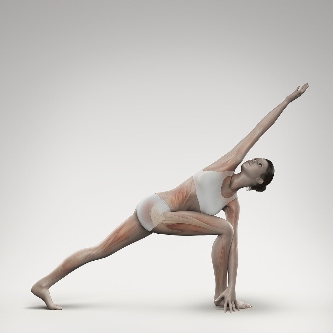 Yoga Revolved Side Angled Pose, artwork