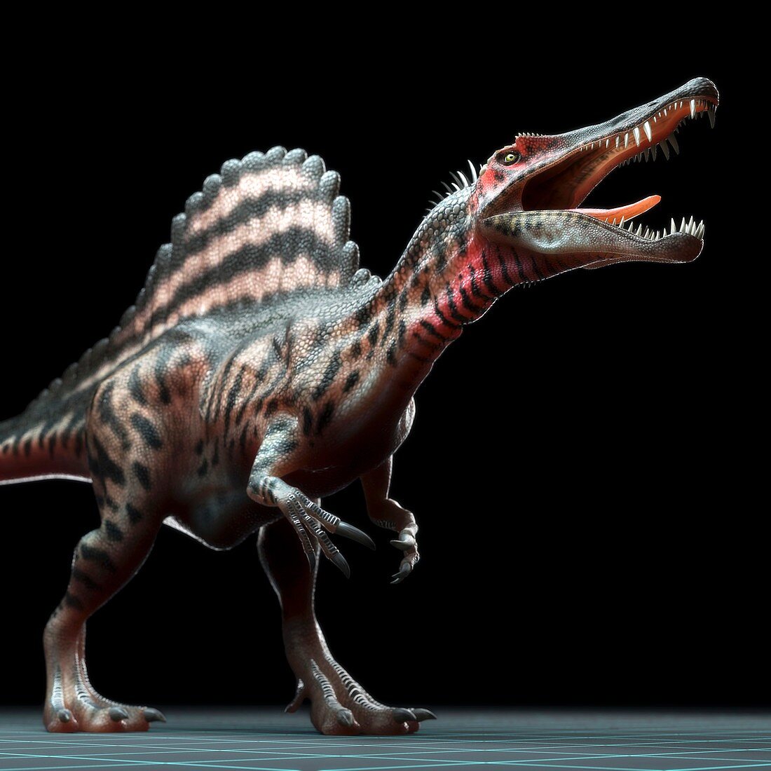 Spinosaurus Dinosaur, artwork