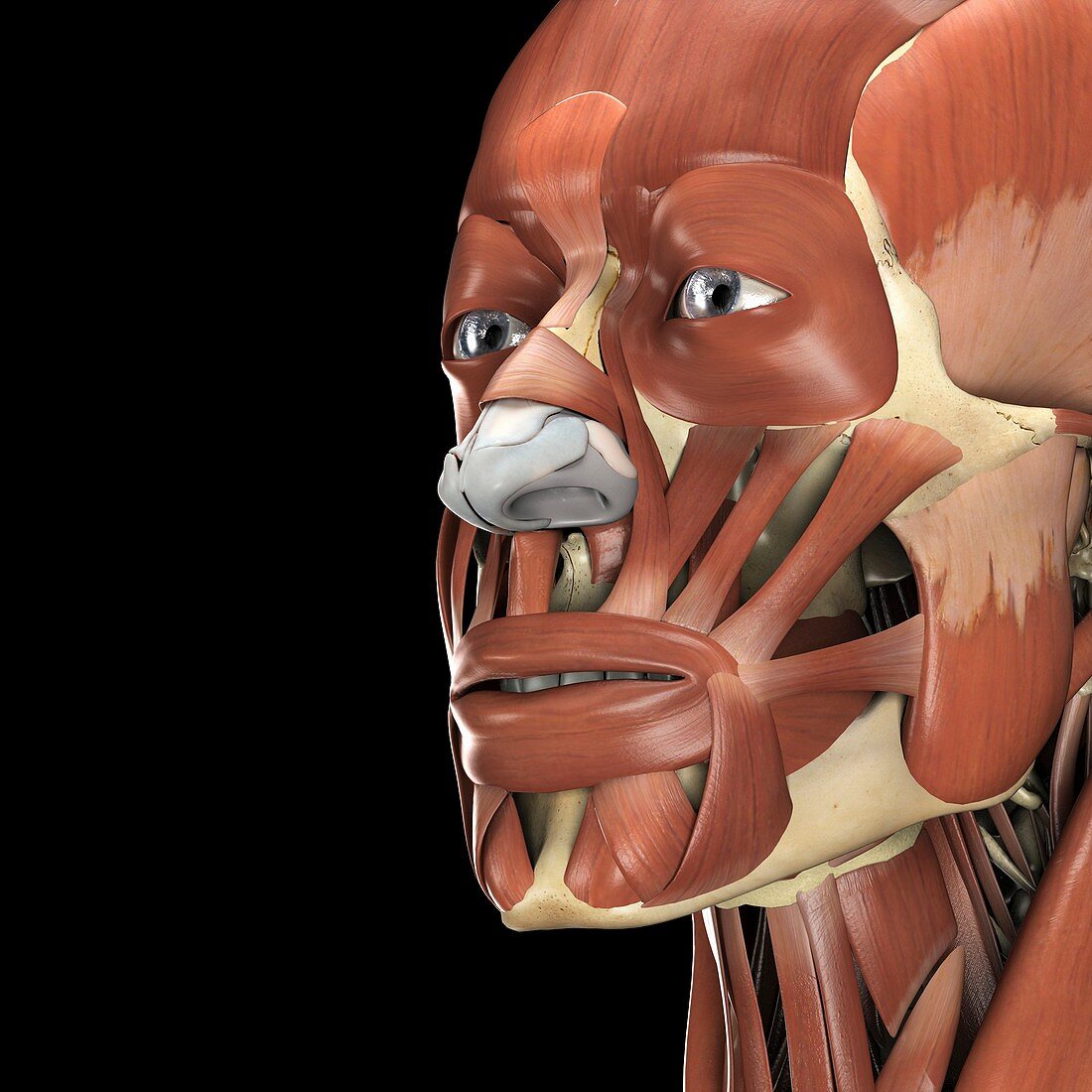 The Muscles of the Face, artwork