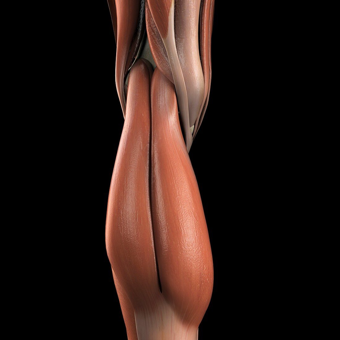 The Calf Muscle, artwork