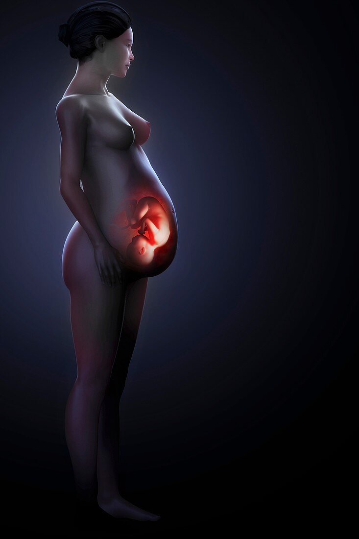 Pregnant Woman with Fetus, artwork