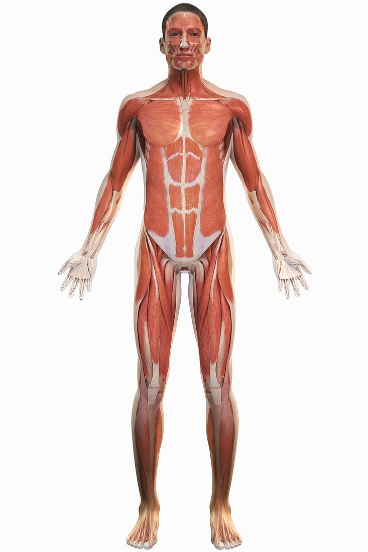 The Muscle System, artwork