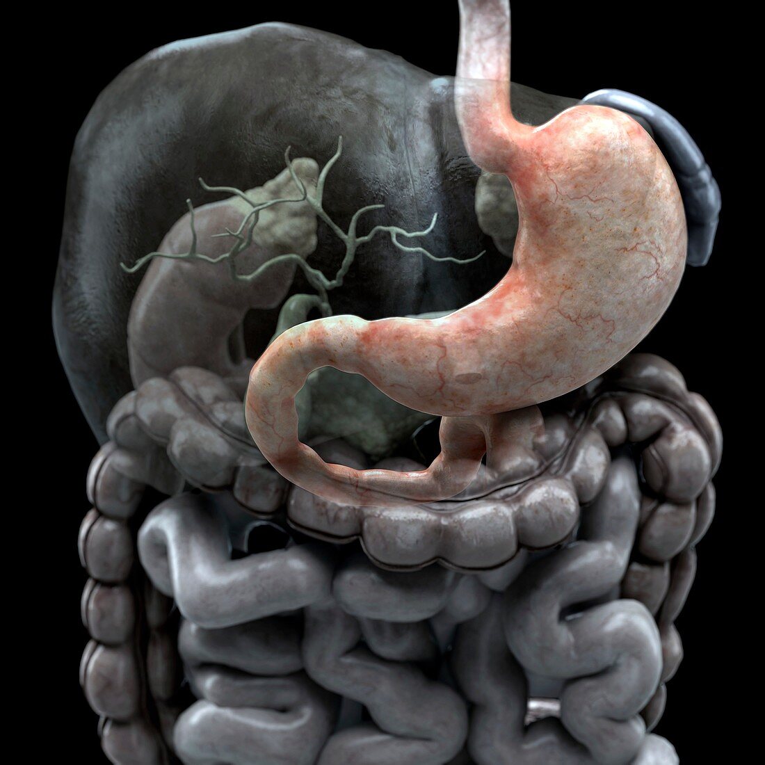 The Stomach, artwork