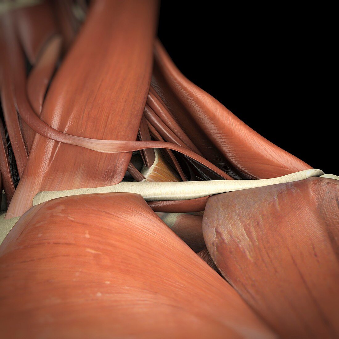 Muscles of the Clavicular Region, artwork