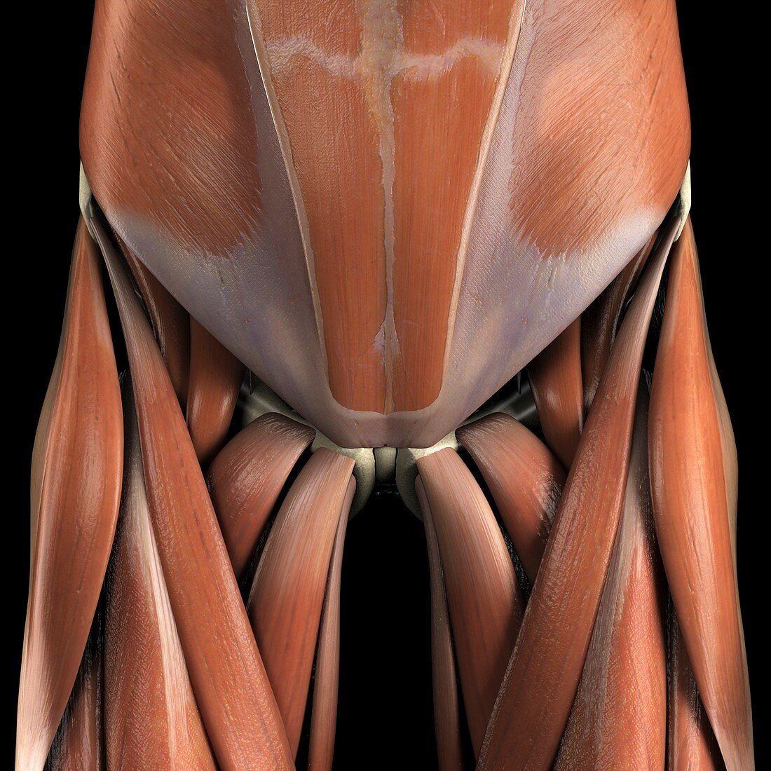 Muscles of the Lower Abdomen and Groin