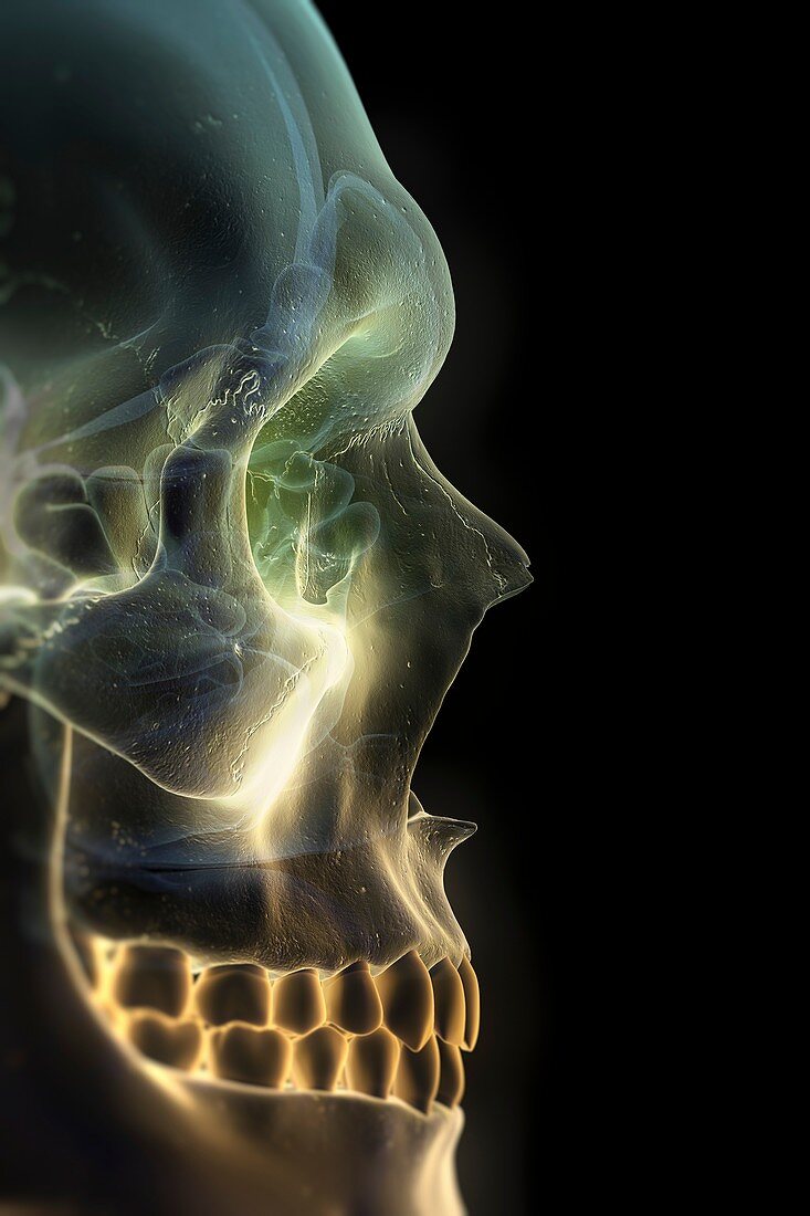 The Skull and Paranasal Sinuses, artwork