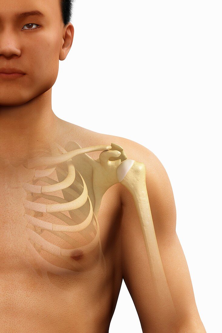 Bones of the Shoulder, artwork