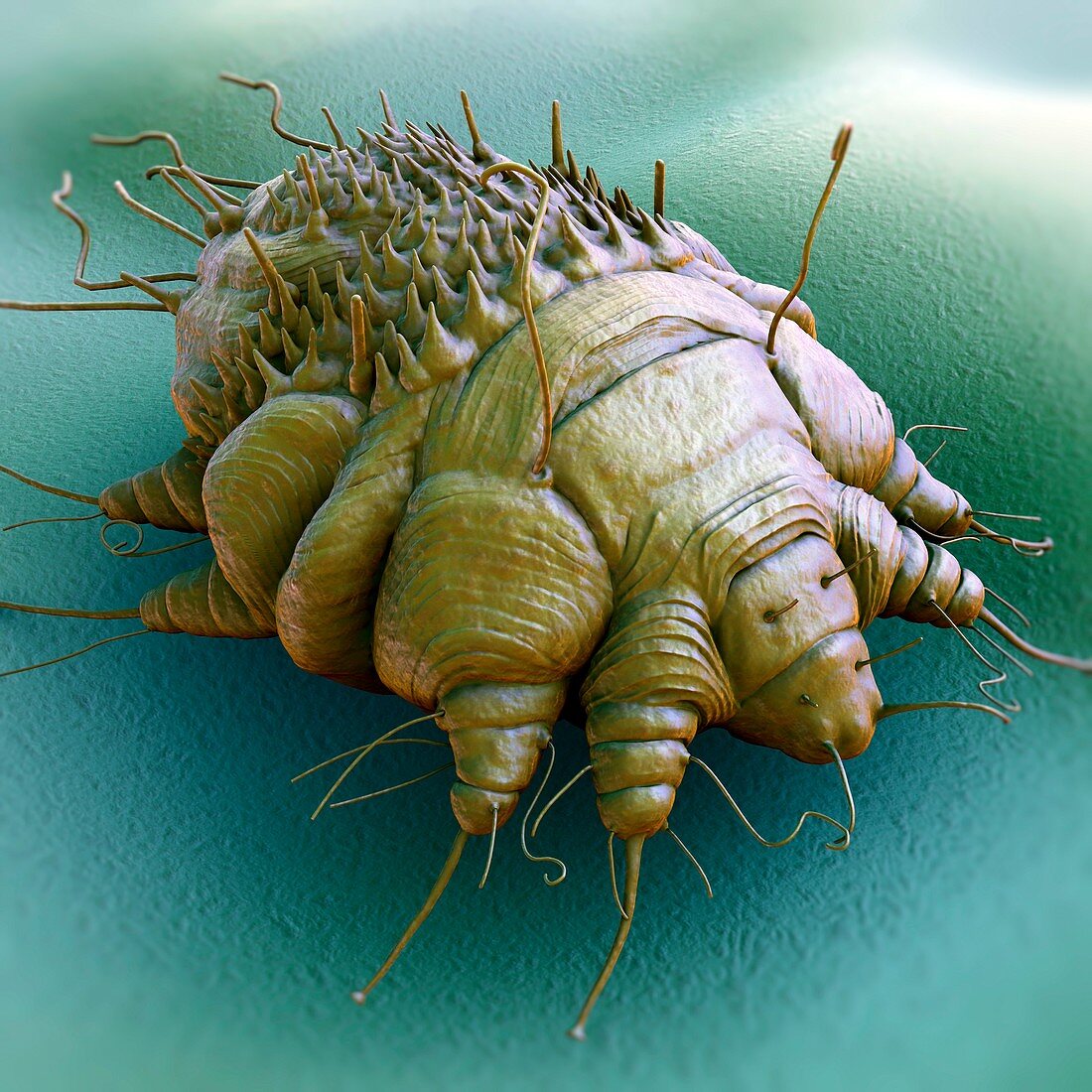 Scabies Mite, artwork