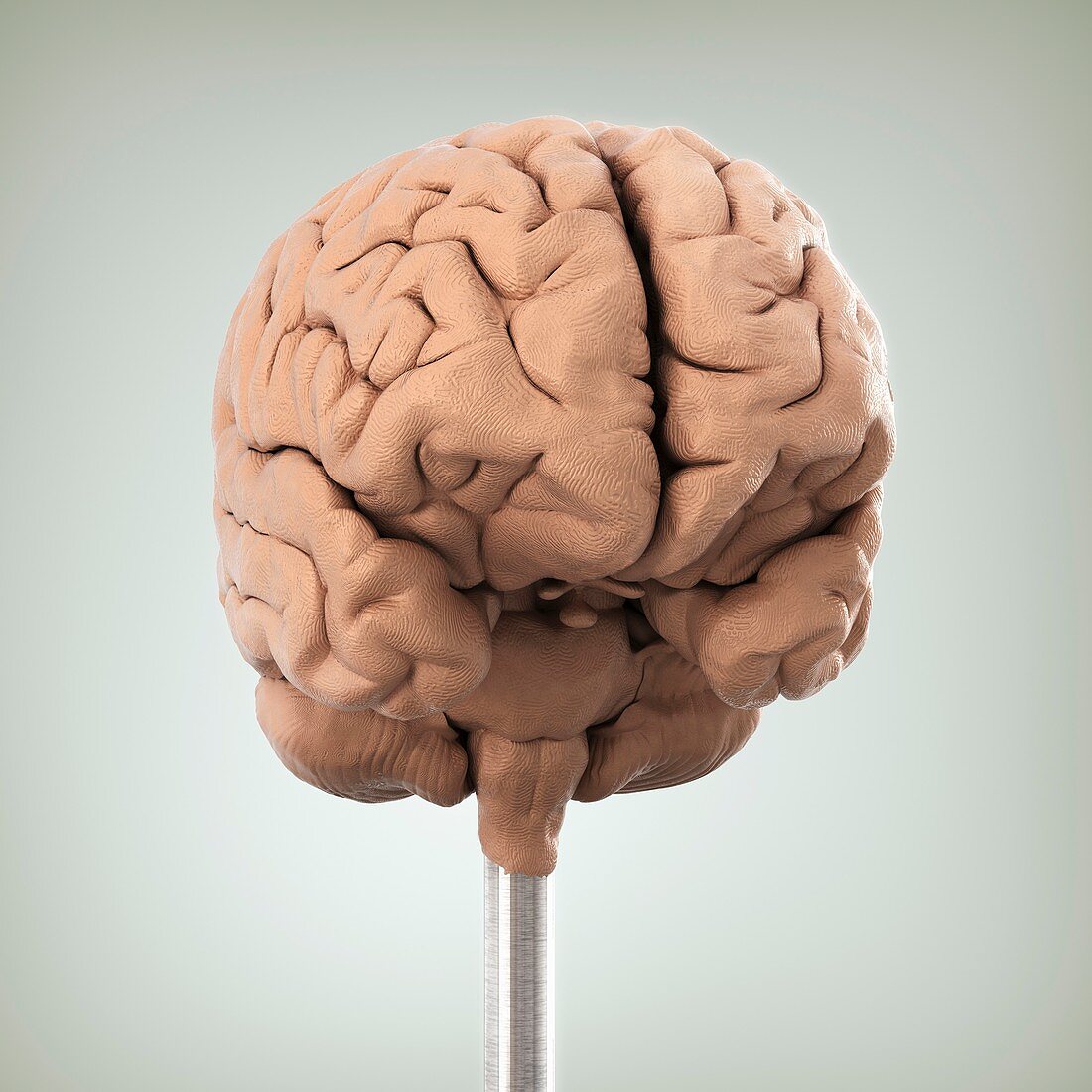 Clay Model of Brain, artwork