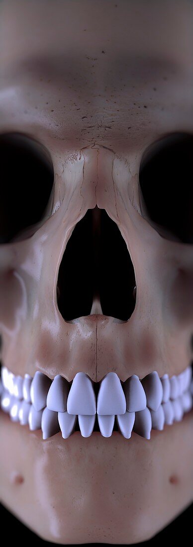 Bones of the Face and Teeth, artwork