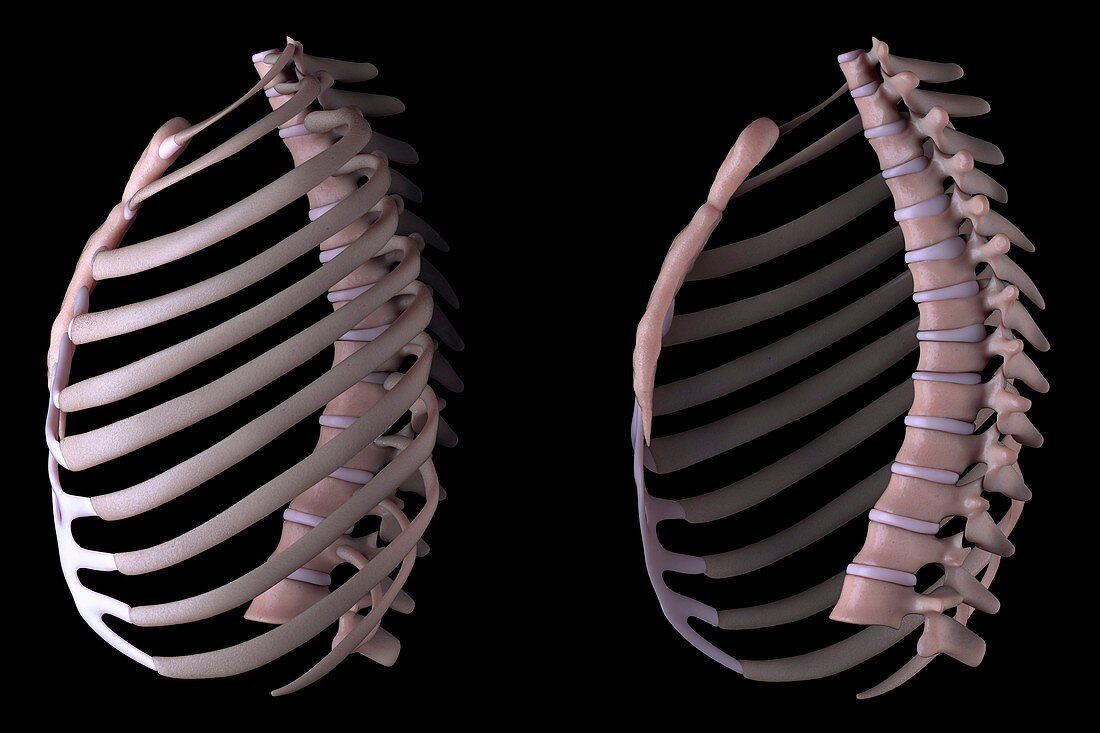 Thoracic Cage, artwork