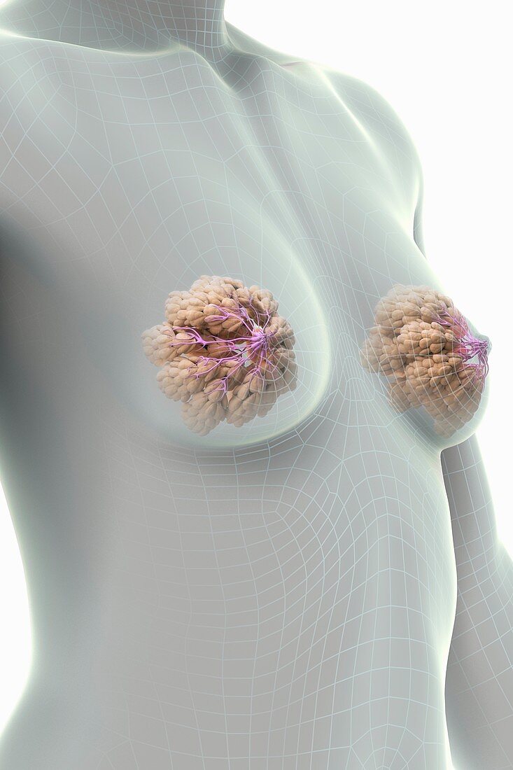 Female Breast Anatomy, artwork