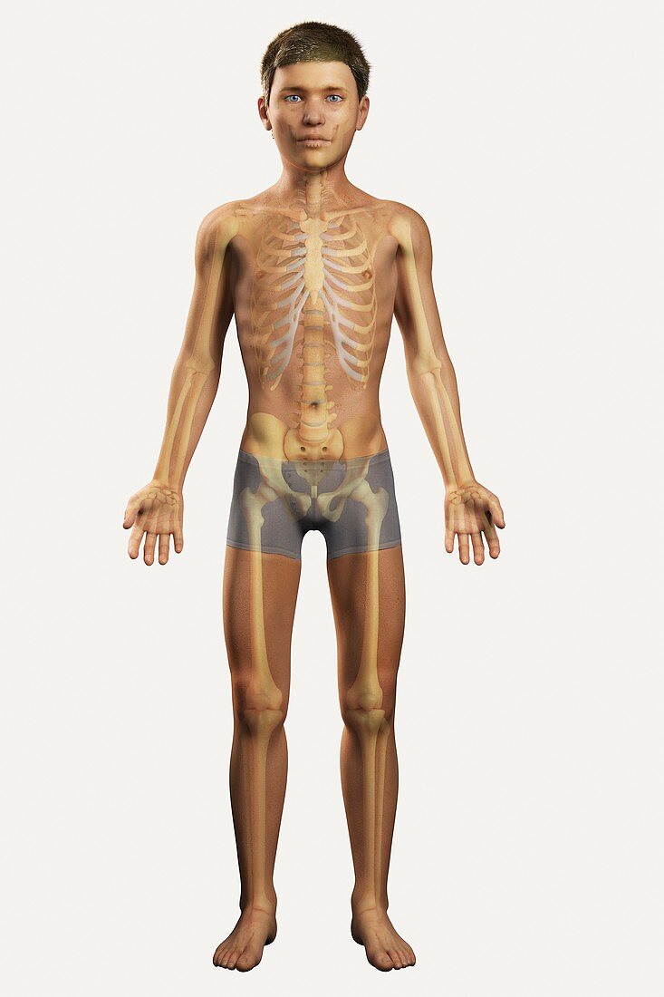 The Bones Within the Body, artwork