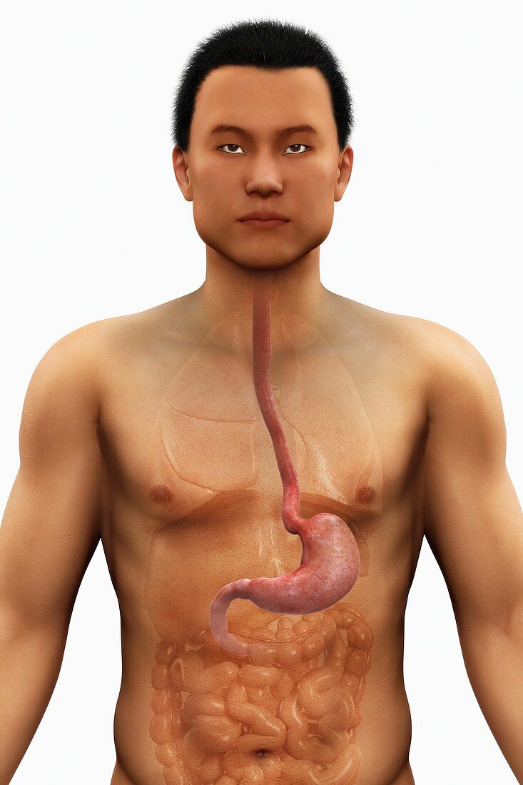 The Stomach, artwork