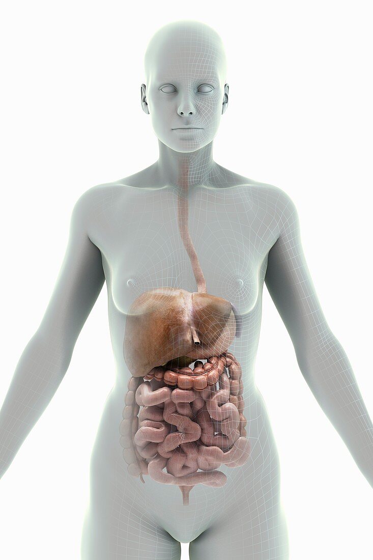 The Digestive System, artwork