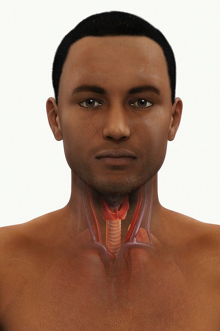 Anatomy of the Neck, artwork