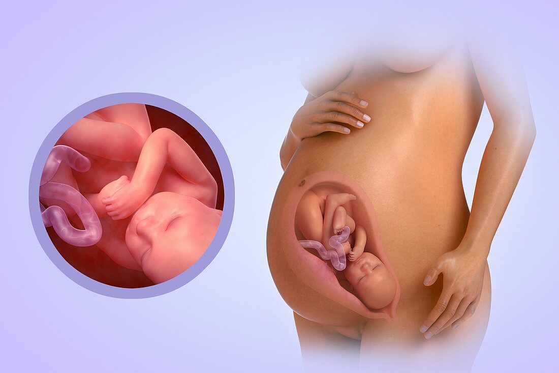 Fetal Development (Week 40), artwork