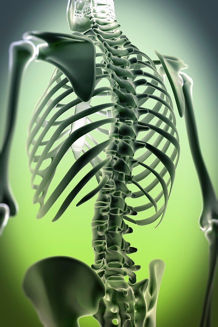 Anatomy of the Spine and Upper Body