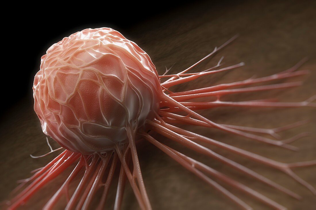 Cancer Cell, artwork