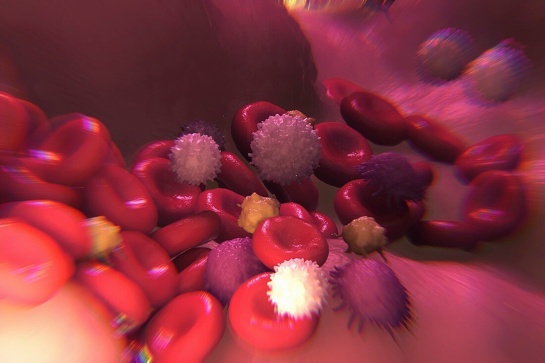 Cells of the Immune System, artwork