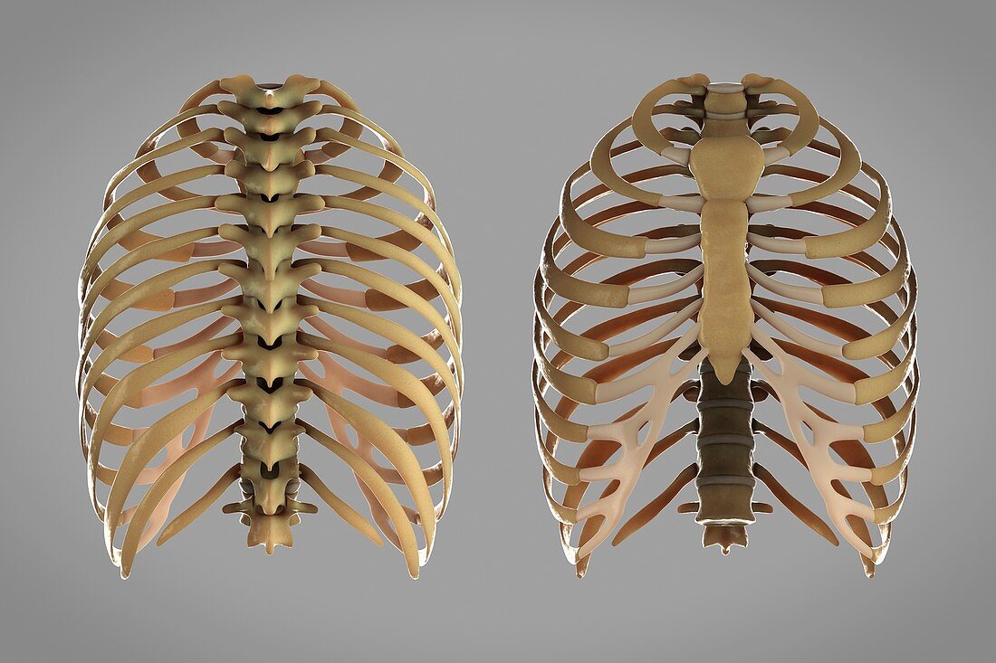 Thoracic cage, artwork