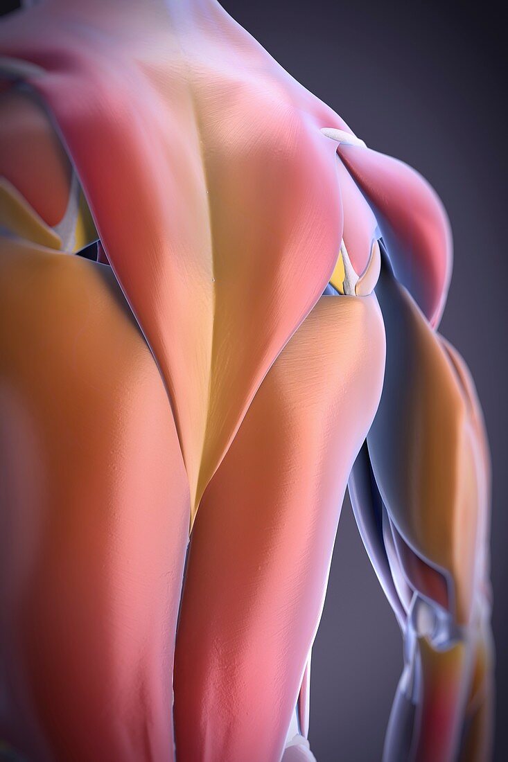 Back Muscles, artwork