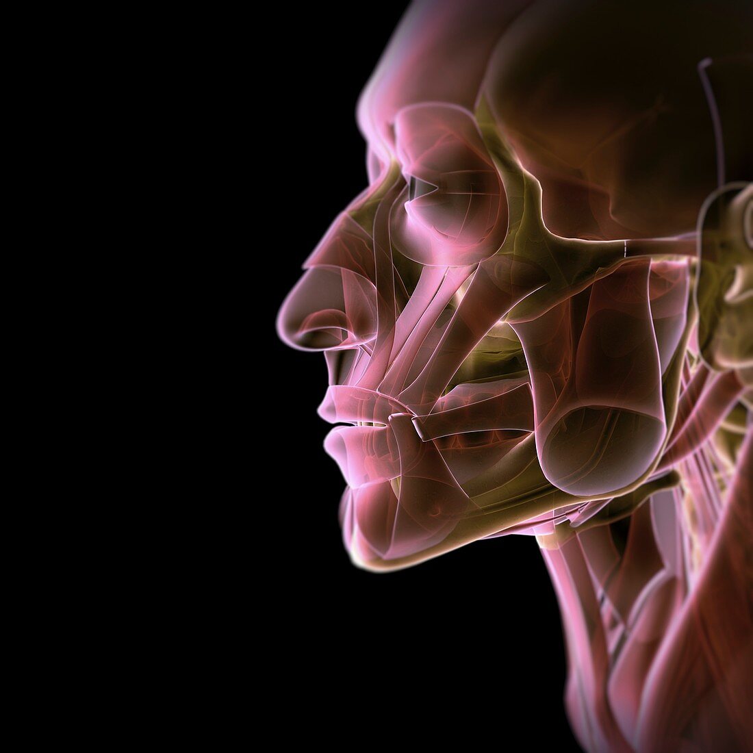 Anatomy of the Face, artwork