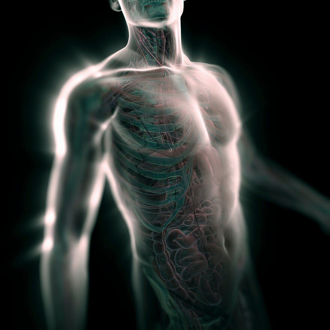 Human Anatomy, artwork